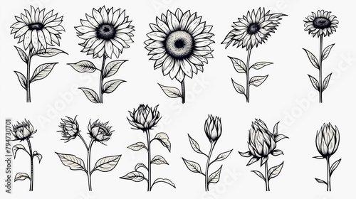 Sketched sunflower drawing black and white © Atthawut