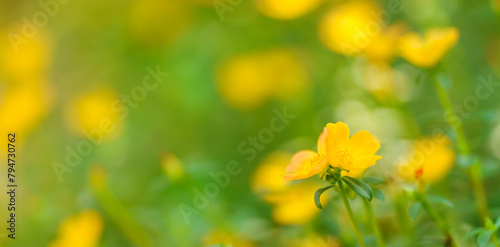 Closeup of yellow Verdolaga flower under sunlight with copy space using as background natural green plants landscape, ecology wallpaper cover page concept.