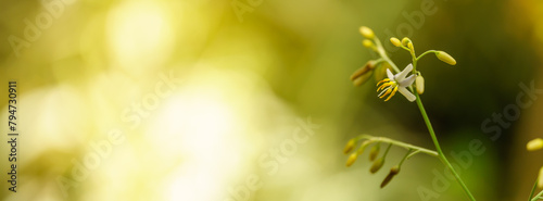 Closeup of mini white and yellow orchid flower under sunlight with copy space using as background natural green plants landscape, ecology wallpaper cover page concept. © Montri Thipsorn