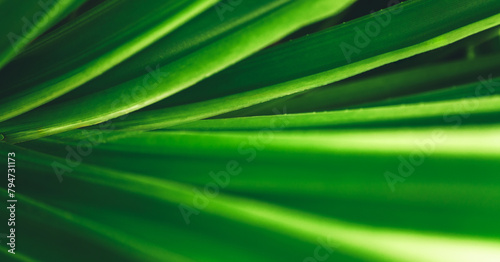 Abstract nature green blurred background nature leaf on greenery background in garden with copy space using as background wallpaper page concept. © Montri Thipsorn