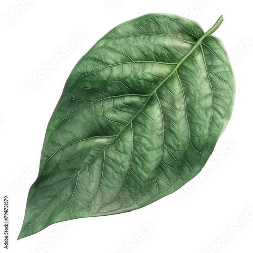 Molokhia leaf isolated on transparent background