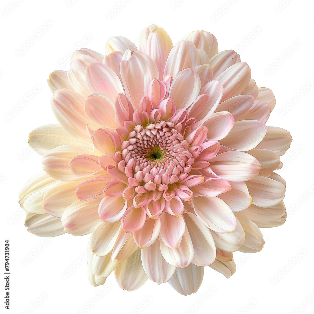 Fototapeta premium An isolated chrysanthemum flower with a transparent background is available with a precise clipping path