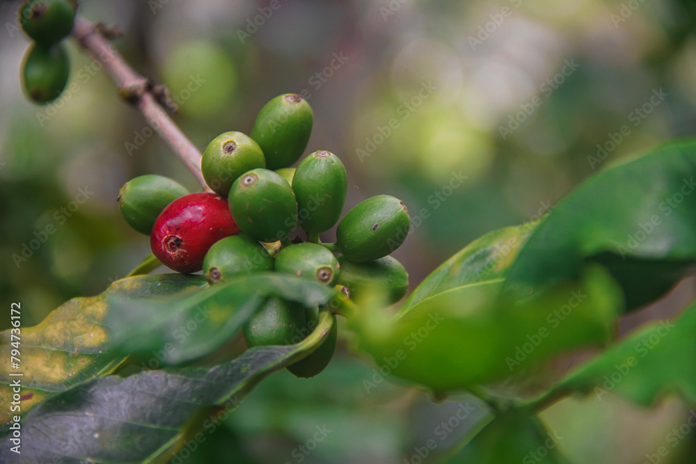 Close-up of a coffee branch with coffee berries Close-up of a coffee branch with coffee berries