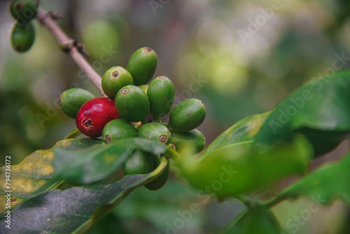 Close-up of a coffee branch with coffee berries