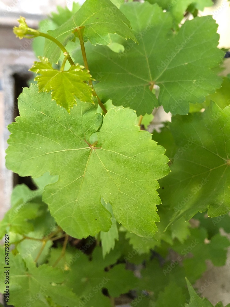 Grape Leaves Grape Leaves