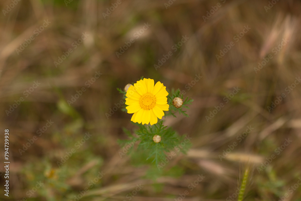 Yellow wildflower, springtime, California Yellow wildflower, springtime, California