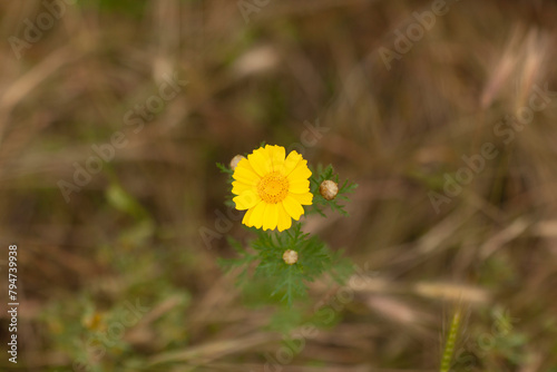 Yellow wildflower, springtime, California