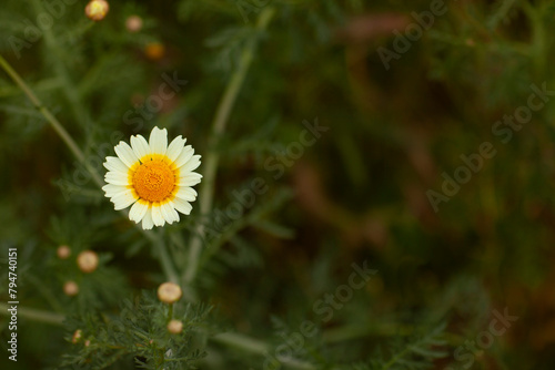 white and yellow wildflower, spring, room for copy, blank space