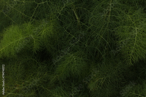 Wild fennel leaves green on black background, texture
