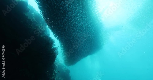 A school of sardines forms a ball to hide from the shark. A flock herd  of millions of fish swirls around the camera and corals. Seascape with a baitball of sardine fish in the Caribbean Sea photo