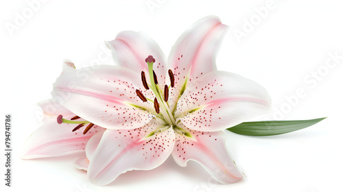 Pink lily flower on white background Macro shot, Pink lily flower on white background Flat lay, top view,  Big pink flower of oriental lily, isolated on white background