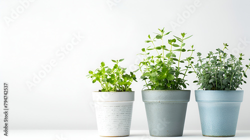 Floral composition Plants in pot plants forming a beautiful flower composition, Plants on colorful pots, Variety of colorful flowers in flowerpots , Beautiful little decoration plants in a pot photo