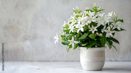 Spring Flowers, Jasmine Flower, bucket with small white spring flowers, White delicate spring flowers on white board, Blooming white campanula on a gray background. Potted plants photo