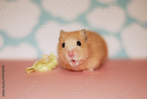 Golden hamster with a cute, surprised expression