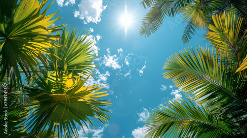 Tropical palm and bright blue sky