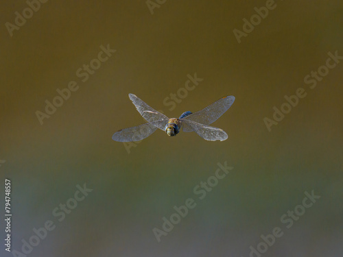 A colorful migrant hawker flying over water