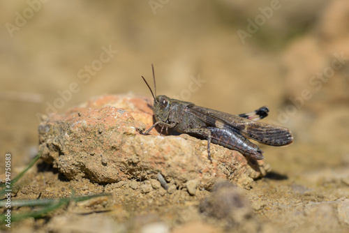 A small grasshopper sitting on the ground