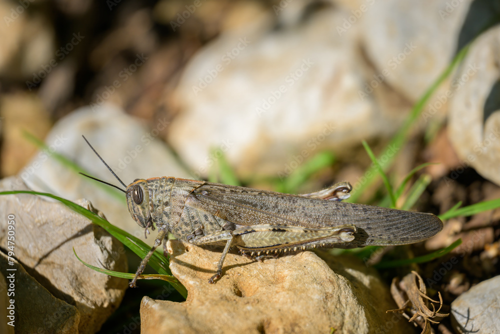 An Egyptian Locust sitting on a small stone An Egyptian Locust sitting on a small stone