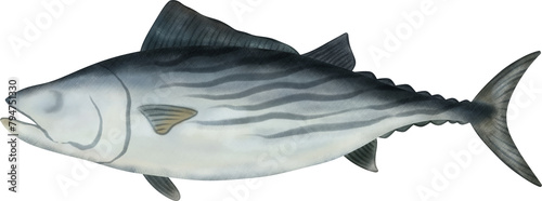 Atlantic Bonito Tuna Illustration