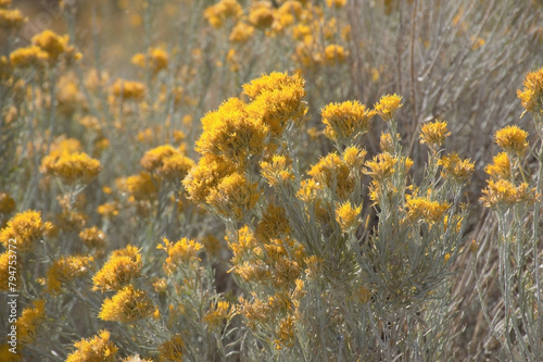 Radiant Rabbitbrush