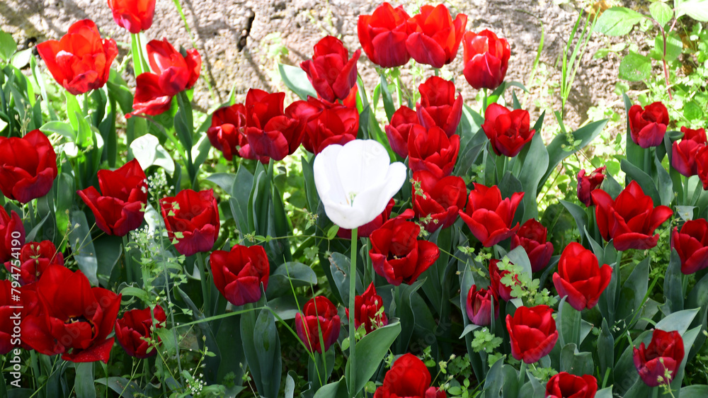 Crimson and Snow: Istanbul's Tulip Extravaganza Crimson and Snow: Istanbul's Tulip Extravaganza