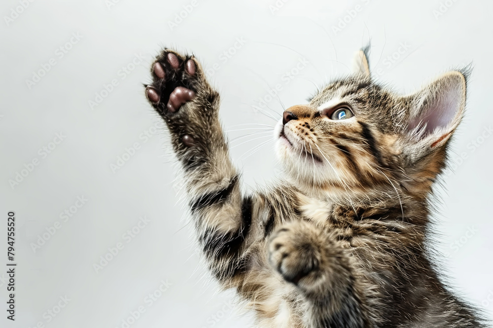 Feline companion giving a high five gesture, isolated on plain white Feline companion giving a high five gesture, isolated on plain white