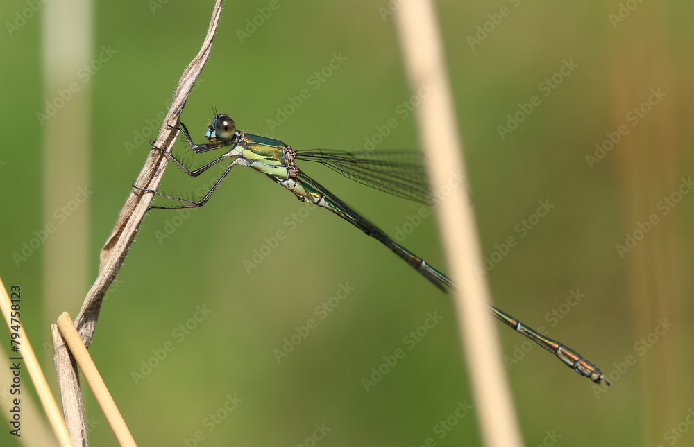 Gemeine Weidenjungfer - Willow Emerald Damselfly Gemeine Weidenjungfer - Willow Emerald Damselfly