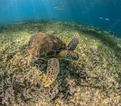 green sea turtle © CARPIN