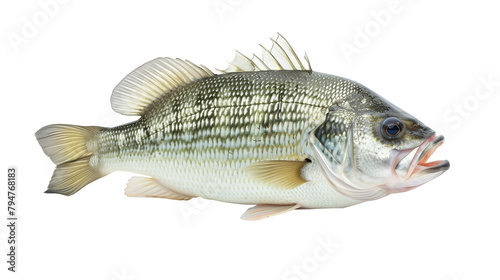 Deep lake fish, white bass isolated on a white background, aquatic animal