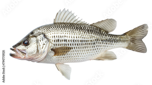 Fresh white bass fish isolated on a white background, aquatic animal photo