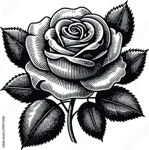 rose silhouette photo