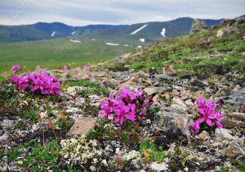 Rhododendron camtschaticum photo