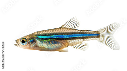 Beautiful small zebrafish isolated on a white background, aquatic animal