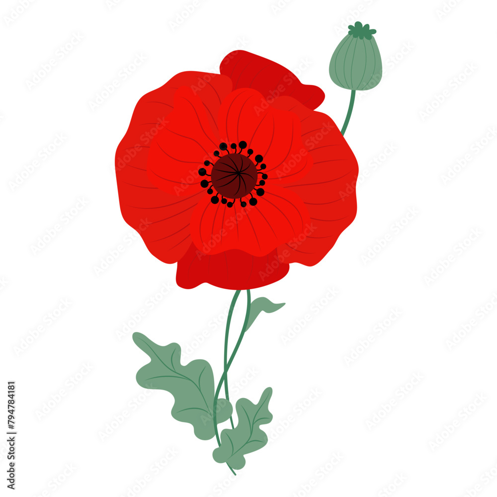 Obraz premium Red poppy flower with green leaves. Vector illustration. Symbol of memory, military and victory.