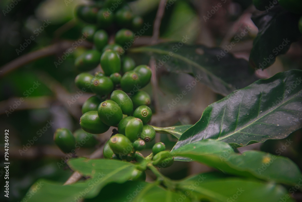 Coffee branch with green coffee berries surrounded by leaves Coffee branch with green coffee berries surrounded by leaves
