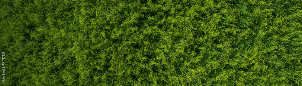 An aerial view of a lush green field of grass. An aerial view of a lush green field of grass.