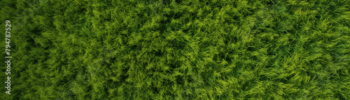 An aerial view of a lush green field of grass.