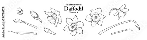 A series of isolated flower in cute hand drawn style. Daffodil in black outline and white plain on transparent background. Drawing of floral elements for coloring book or fragrance design. Volume 4.