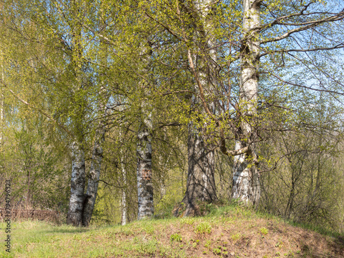 birch trees with green foliage in spring