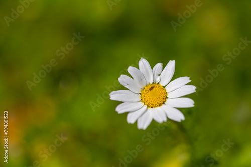 Close-up of common daisy, turkish name 