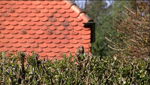 Der Sperling sitzt auf einer Ligusterhecke (Totale)