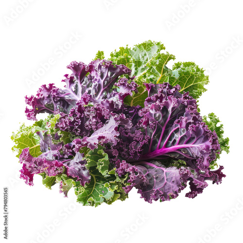 Discover the vibrant Purple Curly Kale a nutrient powerhouse captured against a transparent background