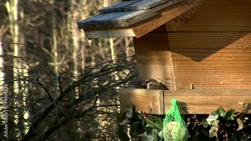Durch zwei Spatzen ist kein Platz frei für die Blaumeisen