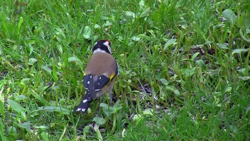 Ein Stieglitz frisst Vogelfutter in der Wiese (Originalton)