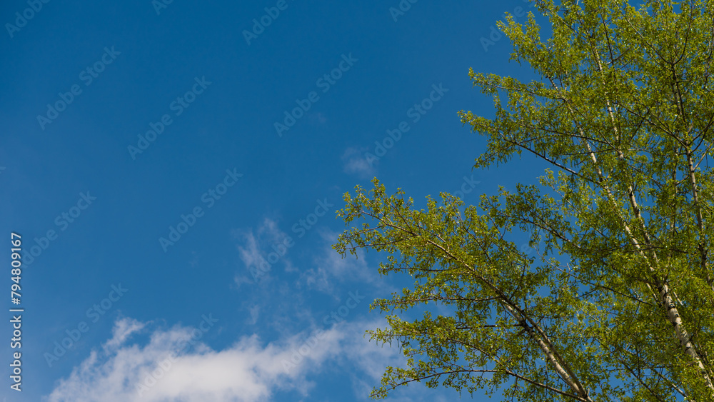 Obraz premium Fresh spring leaves against blue sky