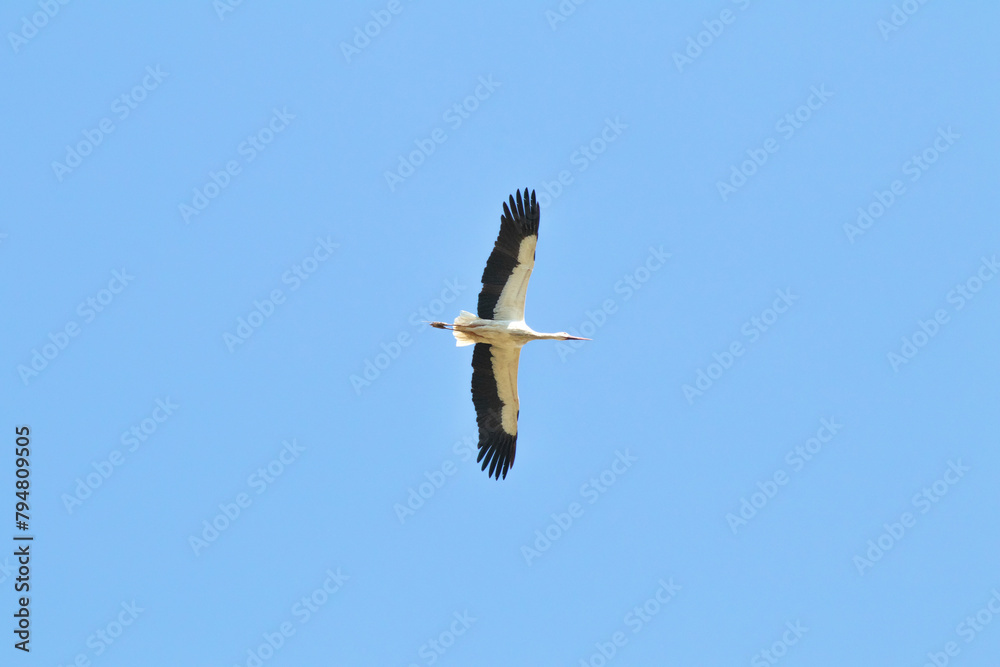 Stork (Ciconia ciconia) flying on blue sky background. Stork. Animal, bird idea concept. Stork (Ciconia ciconia) flying on blue sky background. Stork. Animal, bird idea concept.
