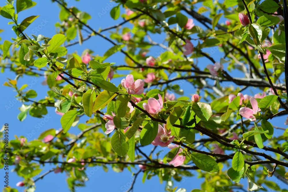 花梨の花 花櫚 かりん 榠樝 花梨の花 花櫚 かりん 榠樝