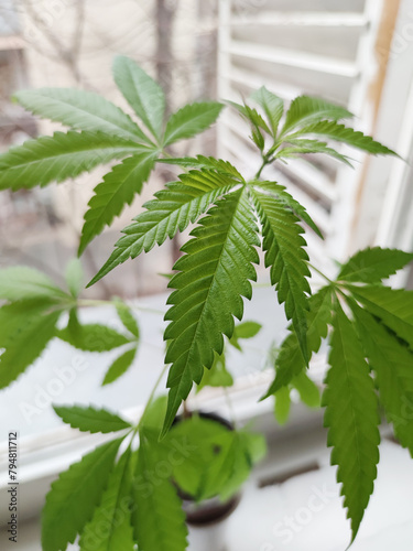 cannabis leaf. classic cannabis leaf on a window. cannabis leaf background