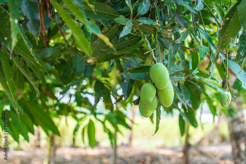 Obraz na płótnie Close up of Fresh green Mangoes hanging on the mango tree in a garden farm with sunlight background harvest fruit thailand. w salonie
