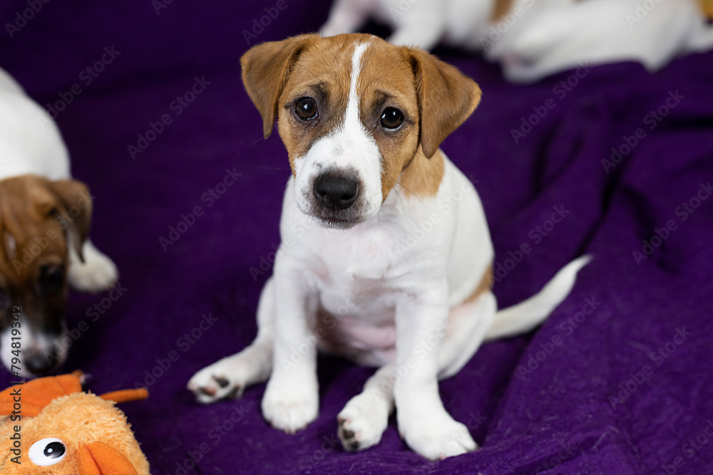 beautiful smart face of a Jack Russell terrier puppy with a pale color sits on the sofa